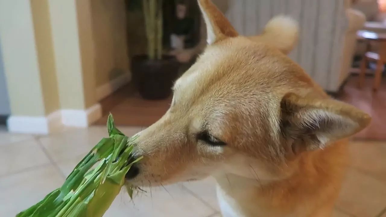 狗狗玉米棒,狗狗吃了玉米棒芯能拉出来吗