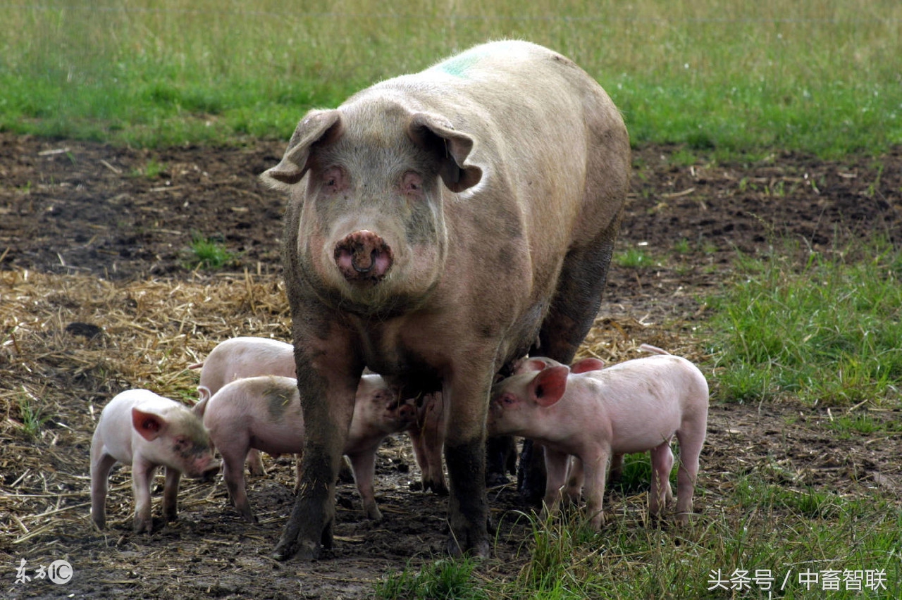 母猪子宫内膜炎发病原因是什么?如何防治母猪子宫内膜炎?
