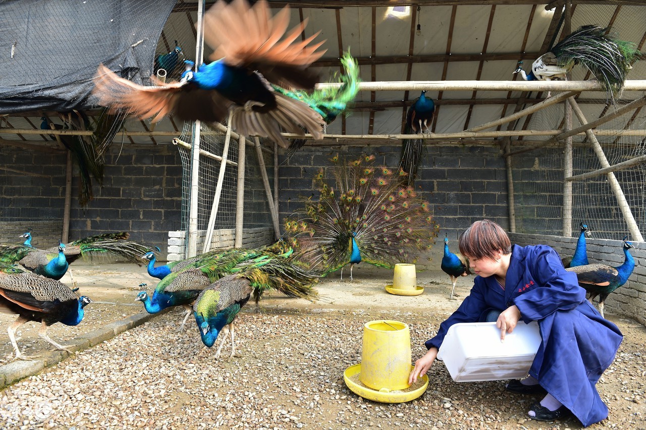 孔雀哪几种可以养,养孔雀有没有前途