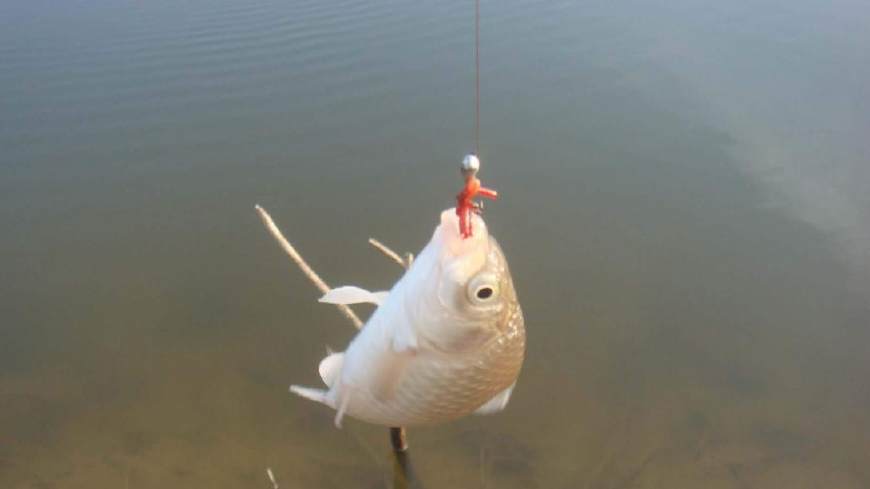 黑坑鲫鱼带钩调漂最佳方法,钓黑坑鲫鱼调漂的正确方法与技巧