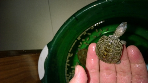 巨头蛋龟饲养环境造景,养龟养鱼生态缸