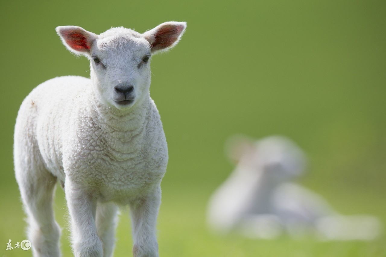 母羊产后如何给难产母羊清洗子宫,母羊难产助产然后母羊不吃不喝