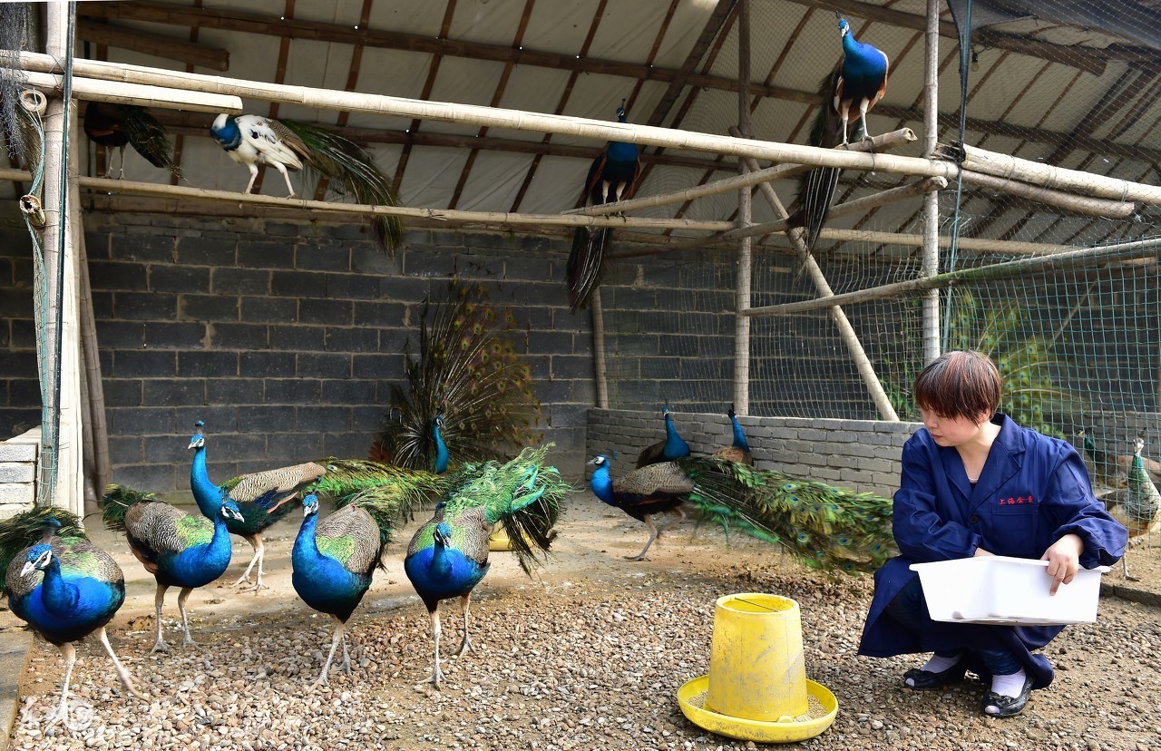 孔雀哪几种可以养,养孔雀有没有前途