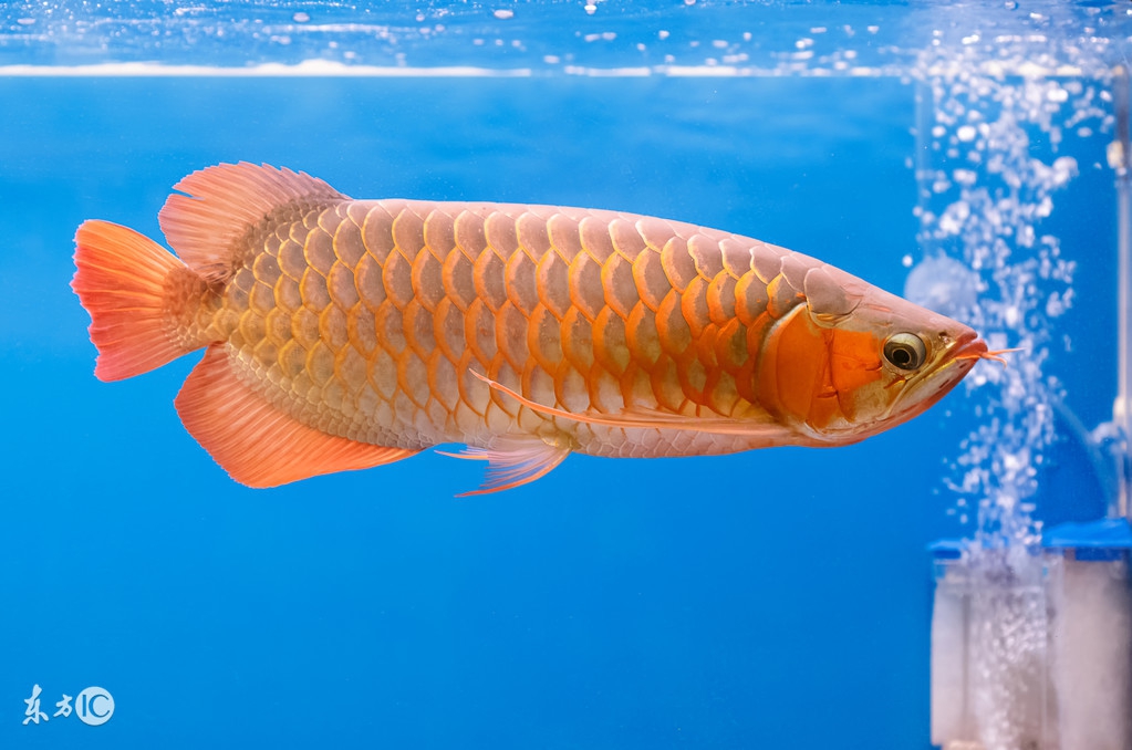 关于龙鱼说说,龙鱼热门话题