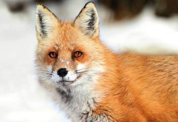 老人救了一只狐狸多年后知道真相,老人30年前救了一只狐狸