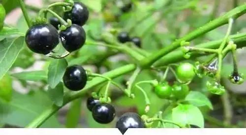 带你看看农村的野花野草,农村常见的野花野草全都认识