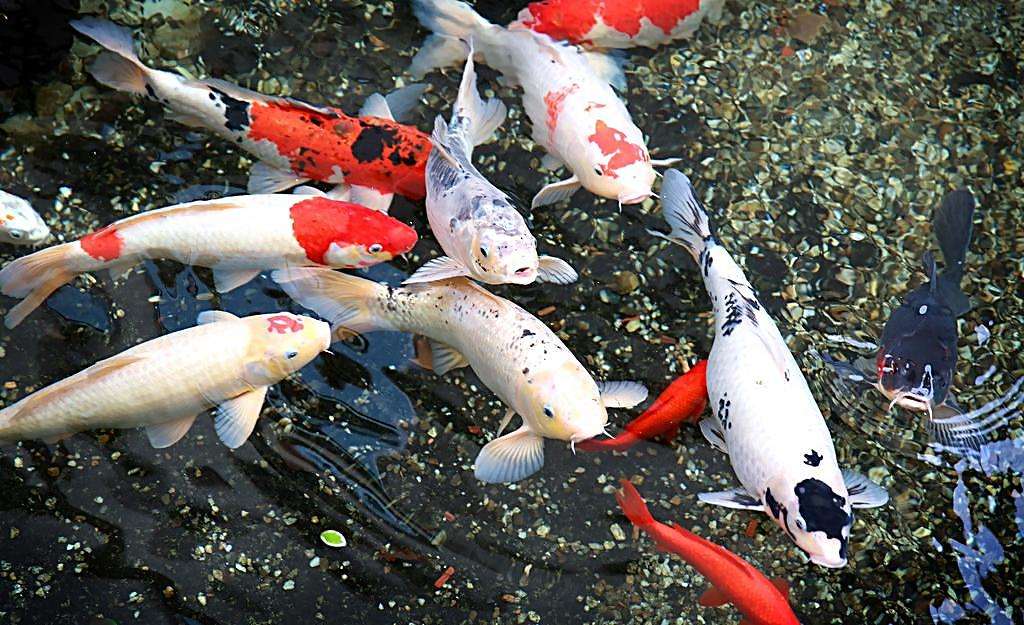 锦鲤养殖发家致富,养殖锦鲤能挣钱吗现在多少钱