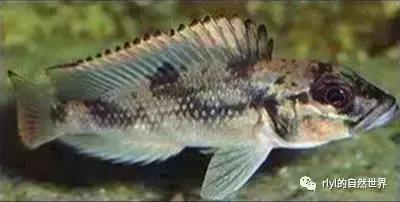 「鱼标本戏说非洲慈鲷」第二章:威严庄重的坦湖酋长——大型炮弹