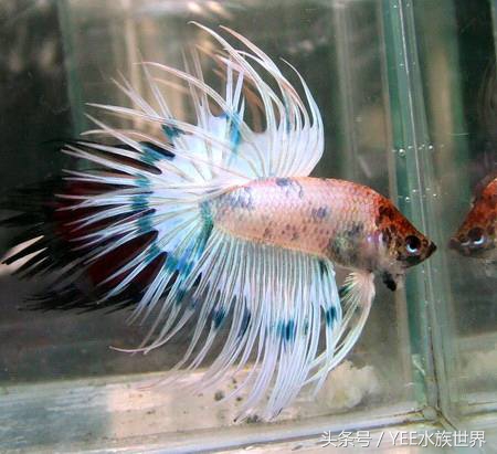 鱼缸过滤用海绵好还是过滤棉好,1.5米鱼缸过滤系统制作教程