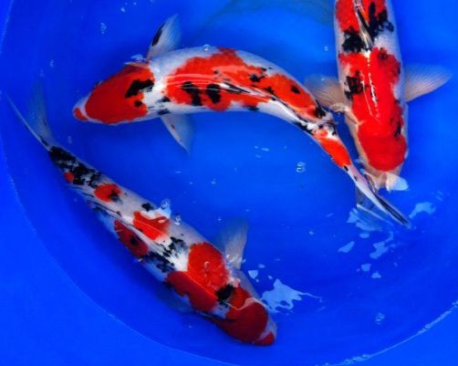 锦鲤养殖发家致富,养殖锦鲤能挣钱吗现在多少钱