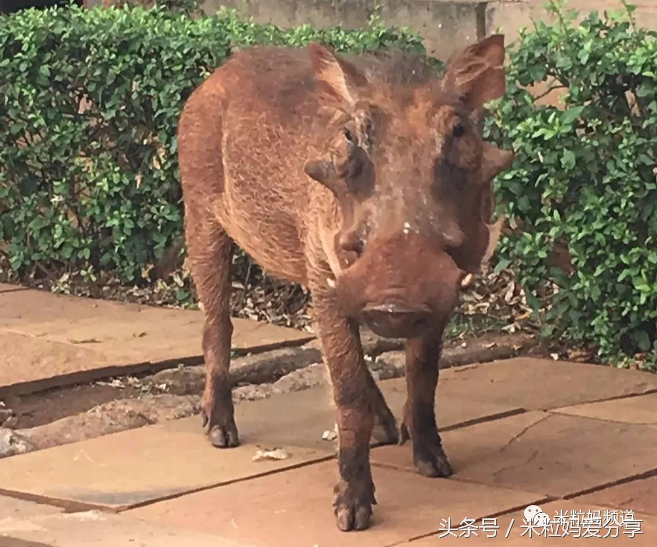 亲子游出境自由行,亲子游建议去的十个城市