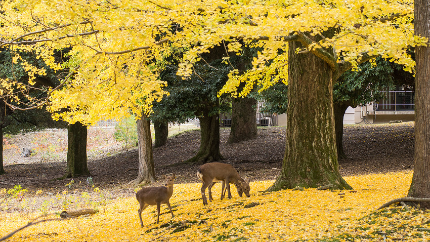星球·探索｜日本十大萌宠大放送