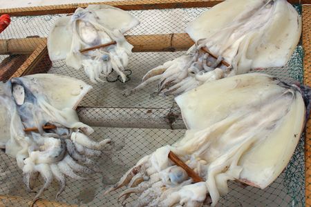 冬夜为阴中之阴之阴墨鱼养的就是身体的“血”和“阴”