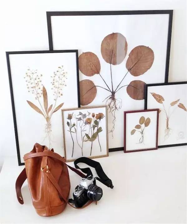 自己在家怎么做植物标本 (秋天如何做植物标本)