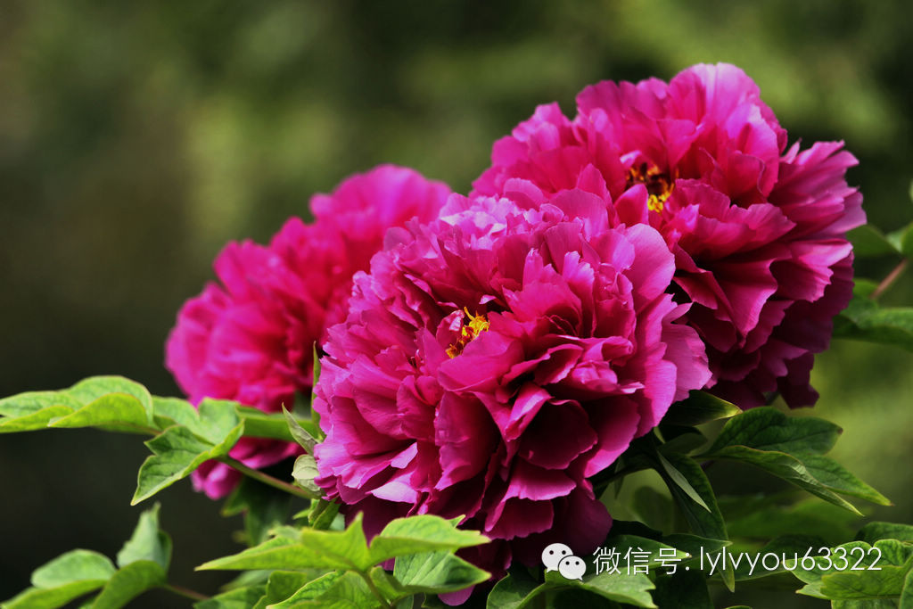 洛阳老君山旅游攻略最详细,洛阳旅游必去景点大全排名榜