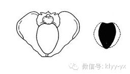 五一特辑异常妊娠：胎位不正原来是这样一回事！