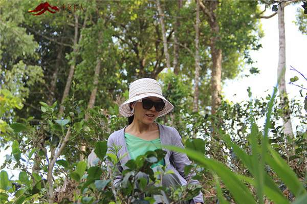 春茶之旅第二站：贡茶麻黑和新秀落水洞