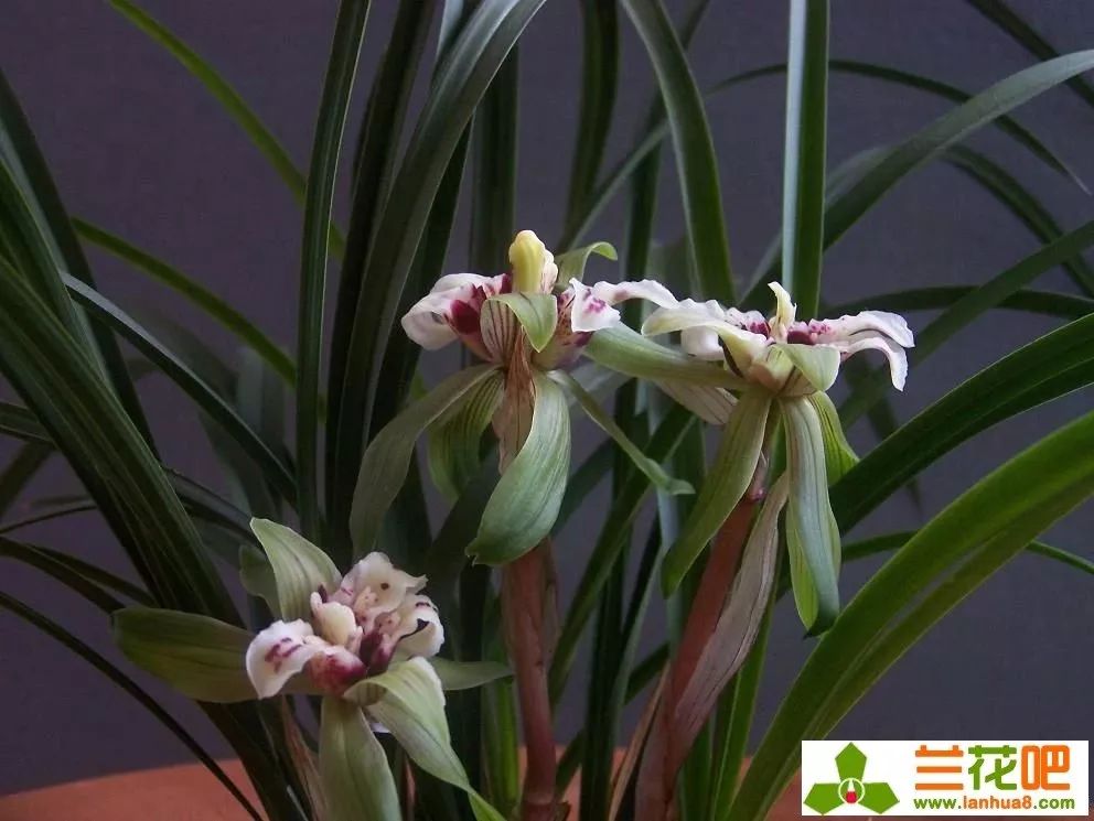 春兰四喜多少钱一盆,春兰四喜蝶优缺点