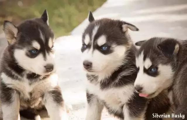 西伯利亚雪橇犬哈士奇白牙,西伯利亚雪橇犬哈士奇解说视频