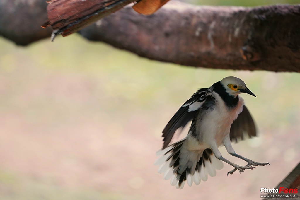 闪迪至尊极速256g存储卡评测,闪迪256gb内存卡200mbs