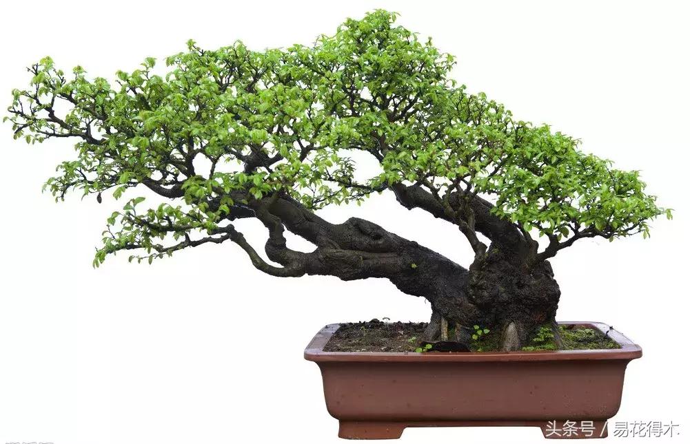 花卉黄叶怎么处理最简单的方法,让花卉快速生长不黄叶的小方法