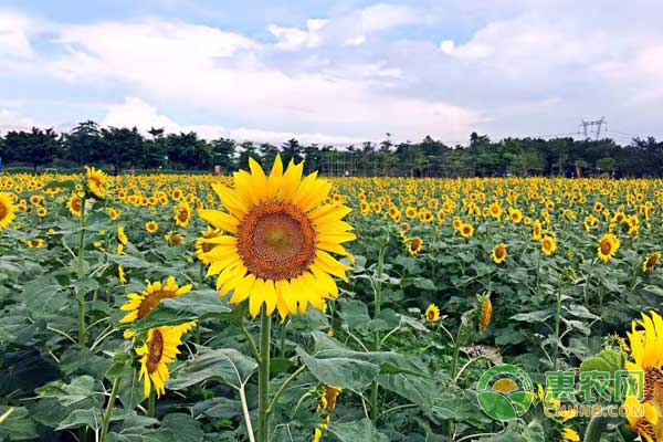葵花粕价格最新行情,2020年12月份葵花价格走势