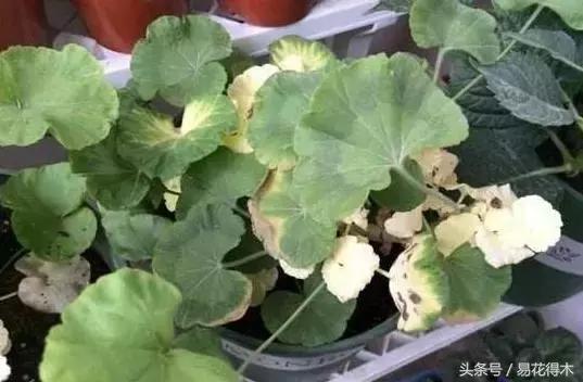 花卉黄叶怎么处理最简单的方法,让花卉快速生长不黄叶的小方法