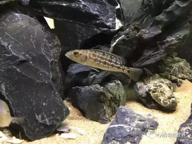 「鱼标本戏说非洲慈鲷」第二章：威严庄重的坦湖酋长——大型炮弹