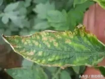 花卉黄叶怎么处理最简单的方法,让花卉快速生长不黄叶的小方法