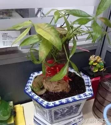 花卉黄叶怎么处理最简单的方法,让花卉快速生长不黄叶的小方法