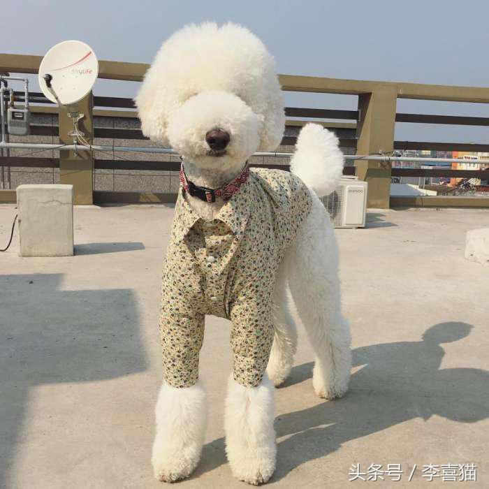 贵宾抱抱熊,抱抱熊特大深红色