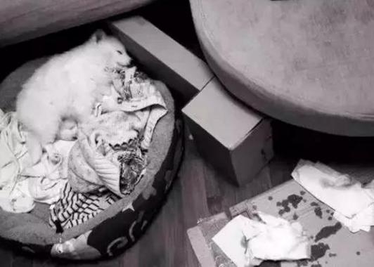 网上800块钱买了一只狗,在网上买了一只死了的狗