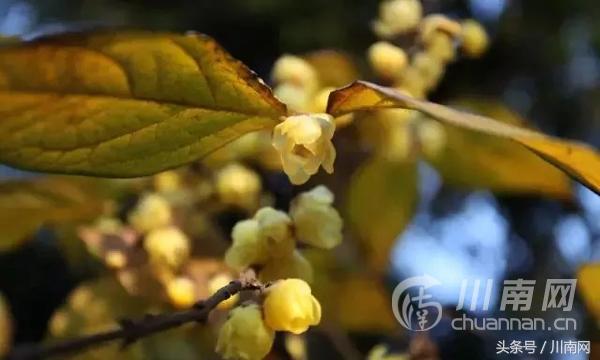 泸州看腊梅,又是一年赏梅季泸州梅花哪里赏