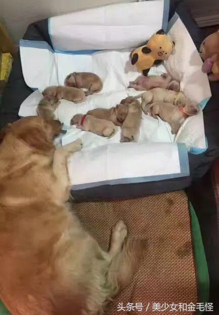 狗妈妈在生产后需要注意哪些,狗第一次分娩前兆