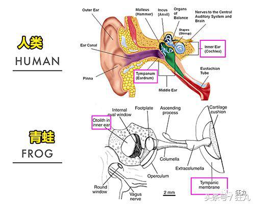 你知道青蛙旅行好玩，但不一定知道真正的青蛙早就玩过太空7日游