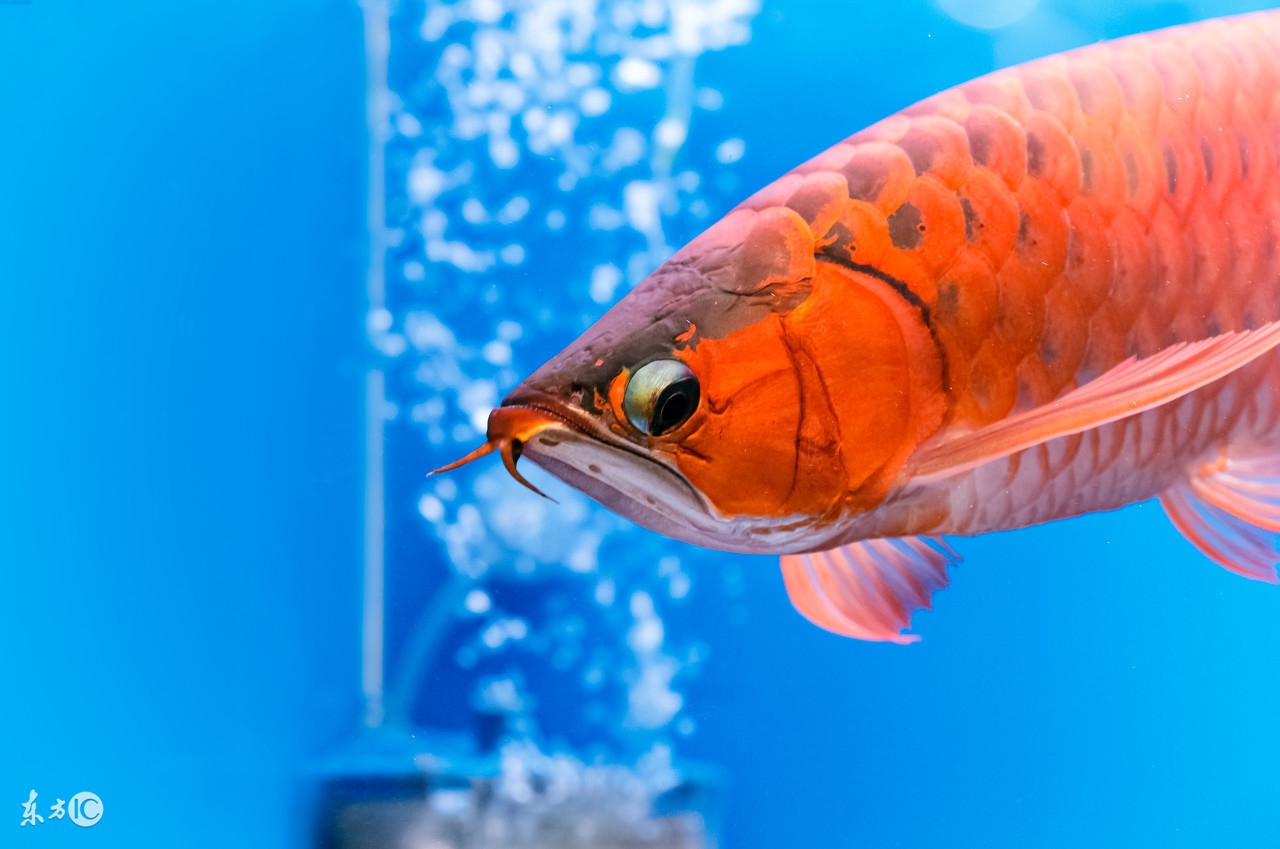 龙鱼单侧掉眼解决方法,龙鱼掉眼自己能恢复吗