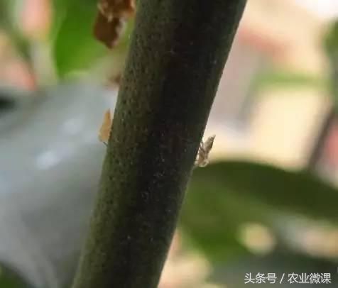 橘树生虫用什么药防治,八种害虫