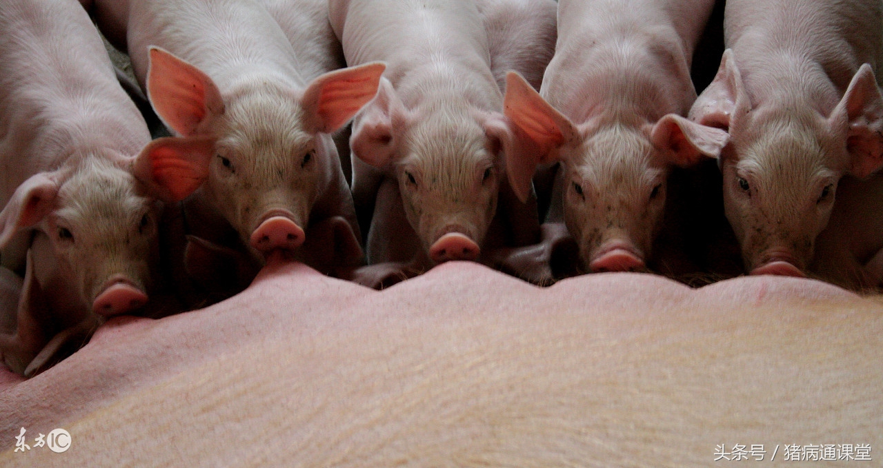 仔猪出现黄、白痢，和母猪保健没有做好有关系吗？