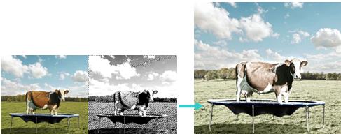 ps怎么用奶牛的斑点,ps如何调整牛肉颜色