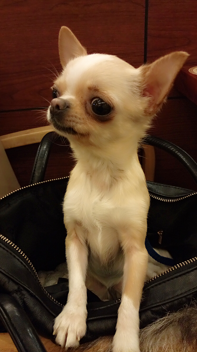 吉娃娃好养吗有哪些缺点,吉娃娃咬人不想养了