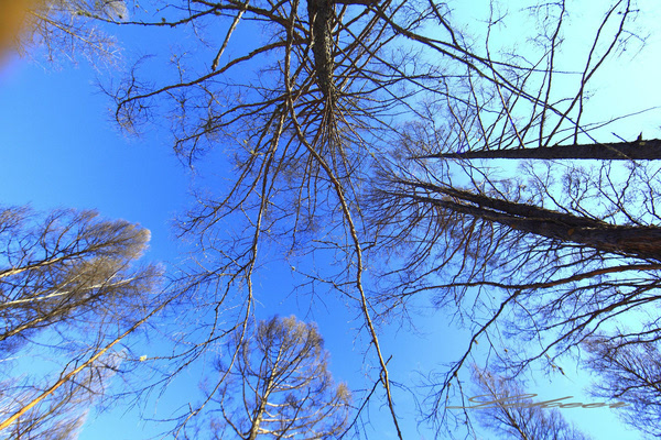 黑河兴安岭中有一个村款待客人方式怎么和蒙古族人一样？