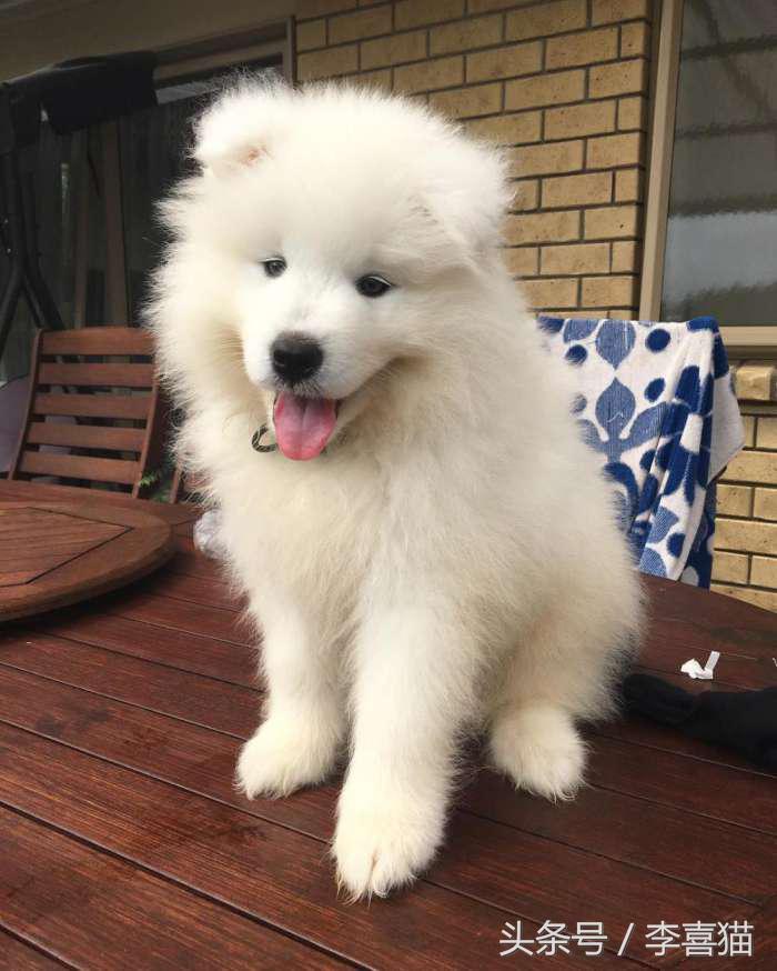 微笑天使萨摩耶，汪星人知名组合雪橇三傻中的一股清流！