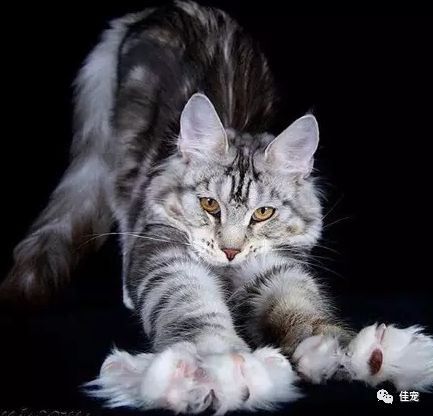 怎么选好的缅因猫,7000的缅因猫vs10000的缅因猫