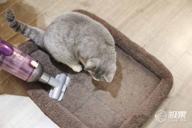 猫奴必做攻略,猫奴必看喵星人