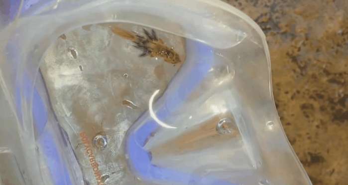 女子游泳发现水下有东西,女子在海边游泳发现不明生物