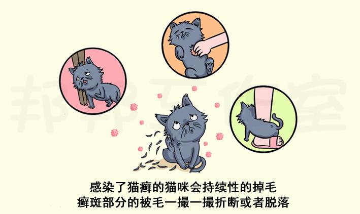 养猫容易得猫癣传染孩子,人被猫传染猫癣怎么才能治好