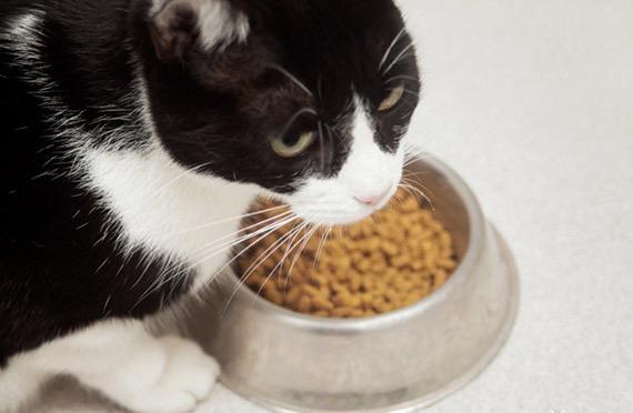 老龄猫的健康问题