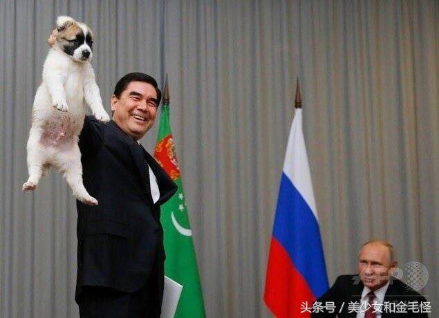 普京的中亚牧羊犬,普京的中亚牧羊犬多大了