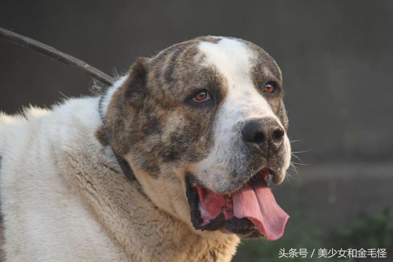 普京的中亚牧羊犬,普京的中亚牧羊犬多大了