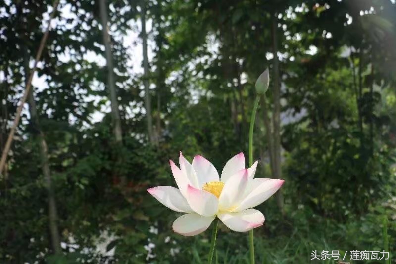 碗莲怎么养殖的方法和技巧图解,碗莲怎么养殖的方法和技巧图片